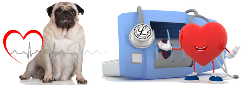 EKG mit Mops
