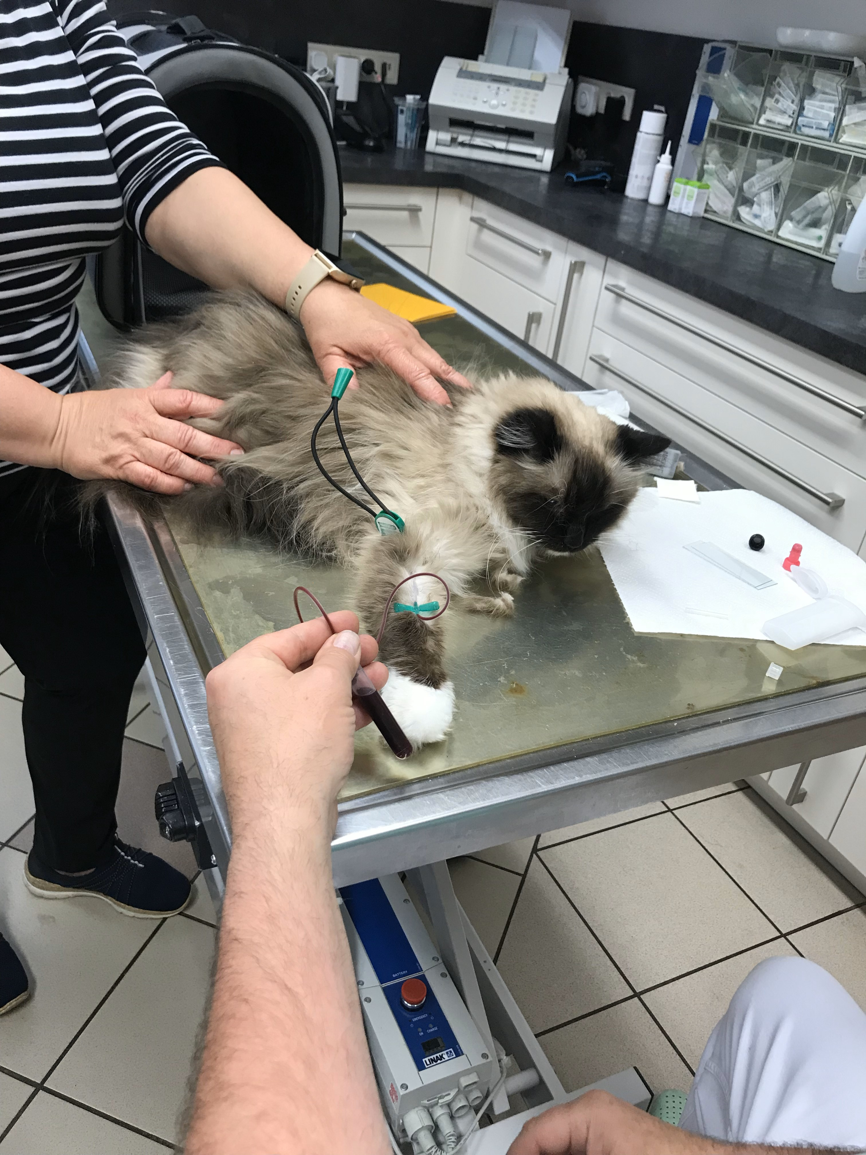 Katze beim Tierarzt zur Blutabnahme auf einem Untersuchungstisch