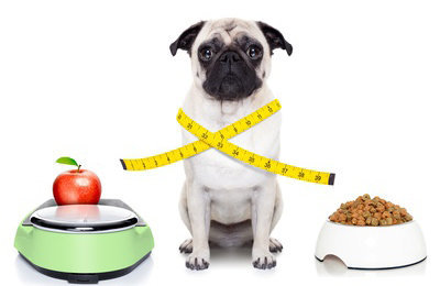 Fotolia_69770718 - healthy dog © javier brosch