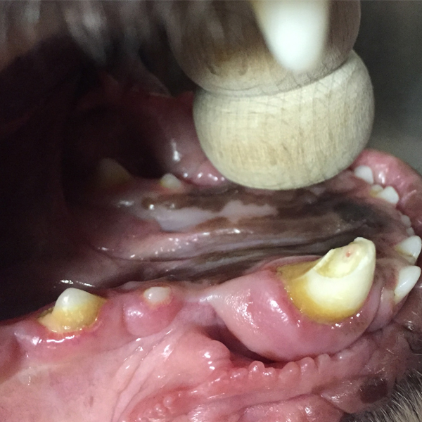 frakturierter Caninus Hund